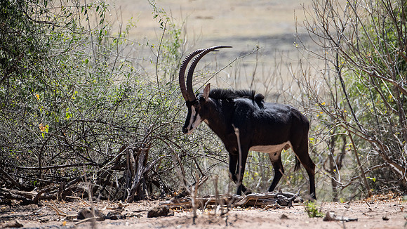 Sable