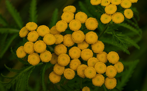 common Tansy