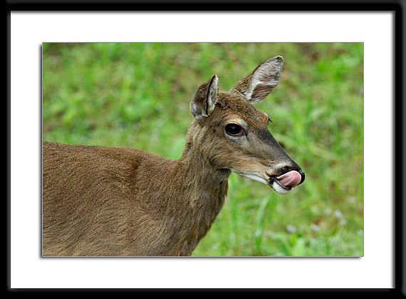 White Tail Deer, Smoky Mountains