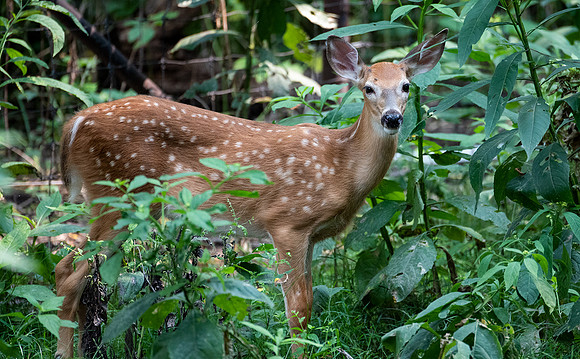 Fawn