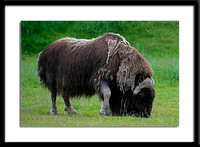 Musk Ox