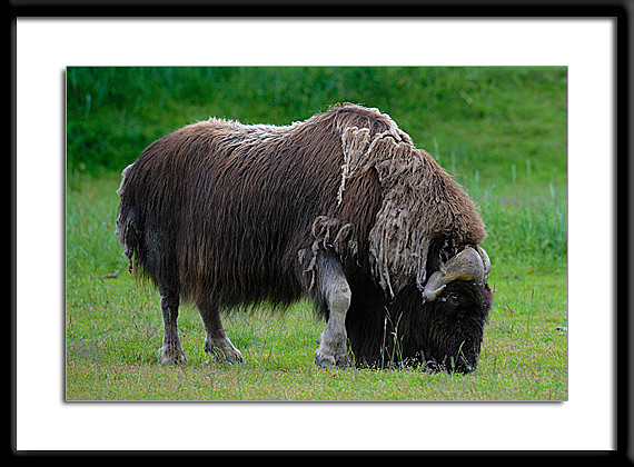 Musk Ox