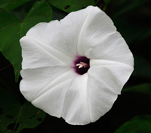 Wild Potato Vine