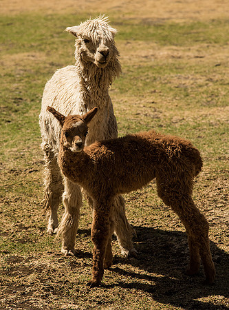 Baby Llamas