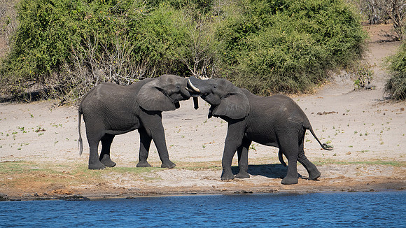 Male elephants sparring