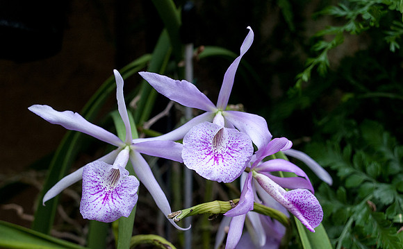 Longwood Gardens