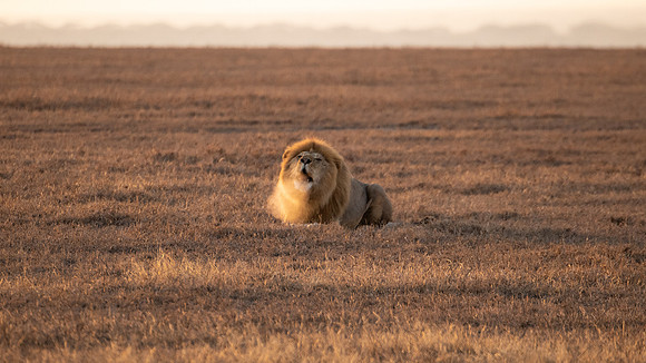 Male Lion