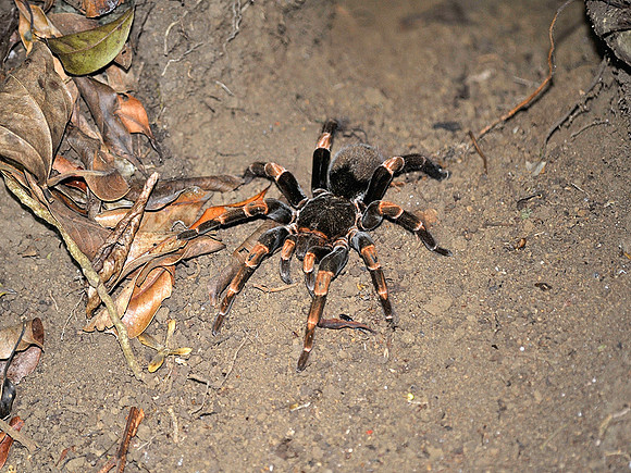 Pink Kneed Tarantula