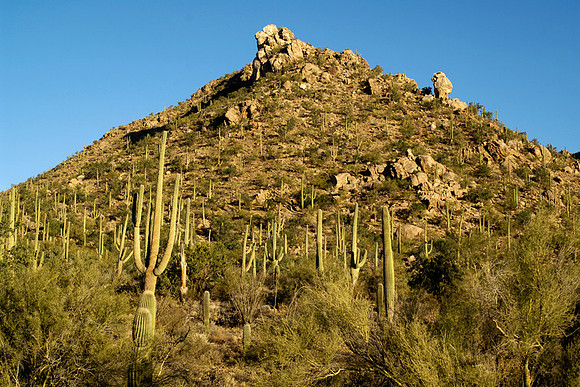 Saguaro cactus
