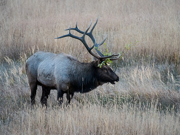 Bull Elk
