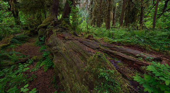 Hoh Rain Forest