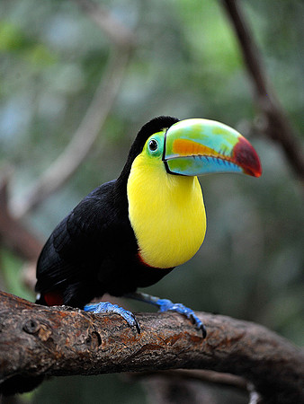 Keel Billed Toucan