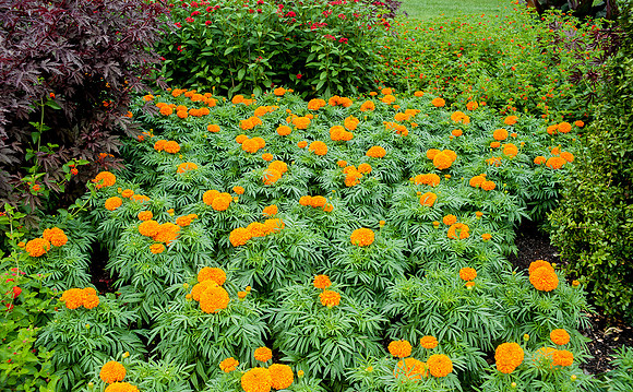 Longwood Gardens
