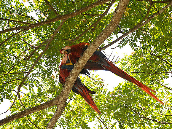 Pair of Scarlet Macaws