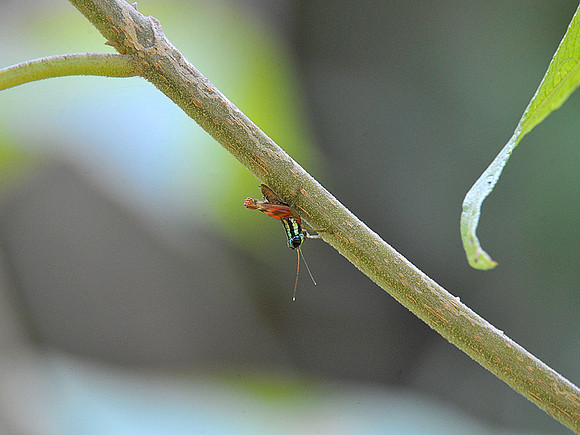 Rainbow Grasshopper