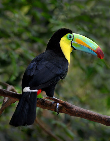 Keel-Billed Toucan