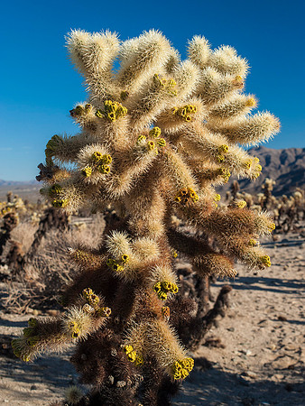 Joshua Tree National Park
