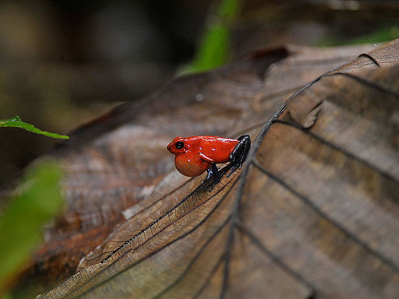 Poison Arrow Frog