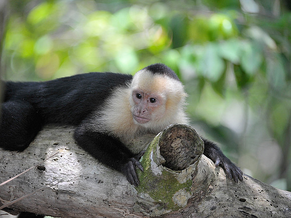White Faced Monkey