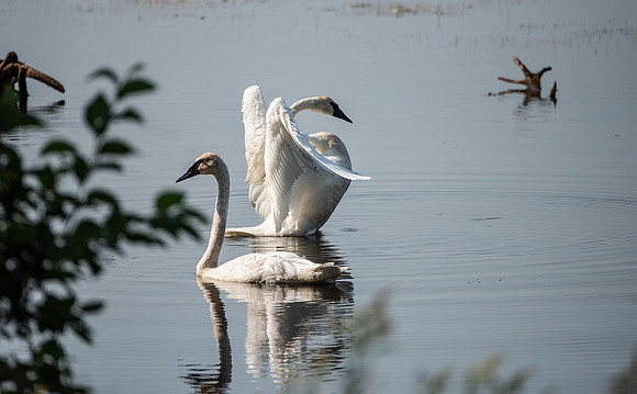Trumpeter Swans