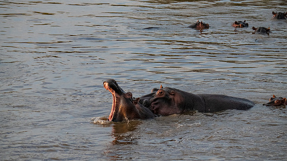 Hippo