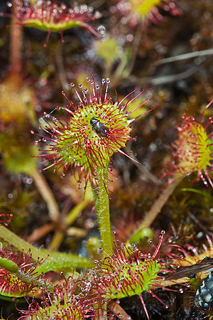 Sundew