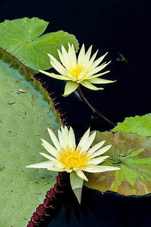 Longwood Gardens
