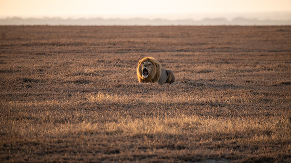 Lion roar