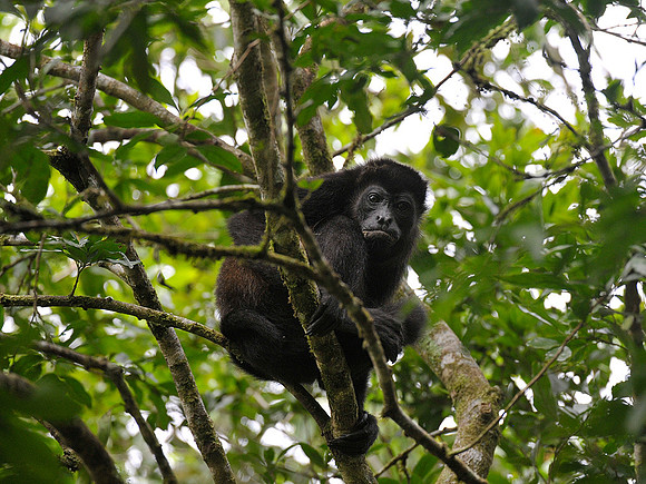 Howler Monkey