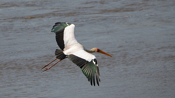 stork
