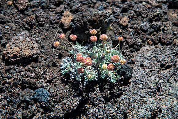 Flowers in lava