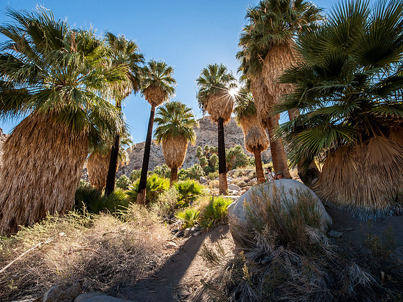 Joshua Tree National Park