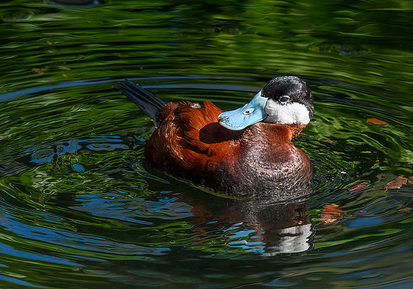 Ruddy Duck