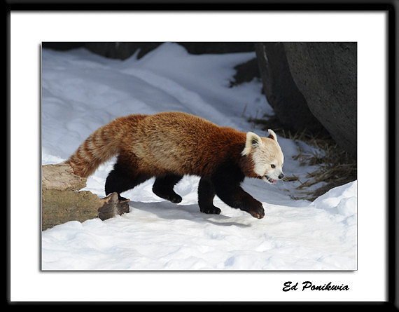 Red Panda