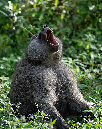 Baboon