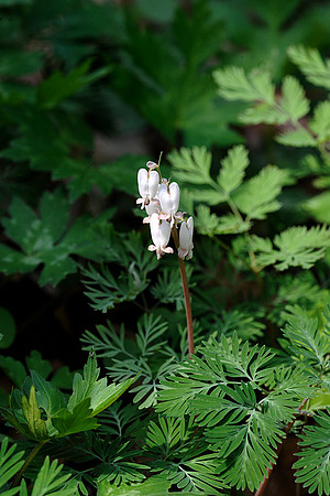 Squirrel Corn