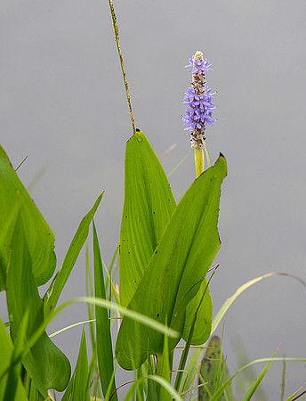Pickerel Weed