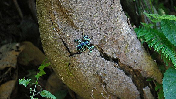 Green & Black Poison Dart Frog