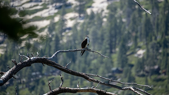Osprey