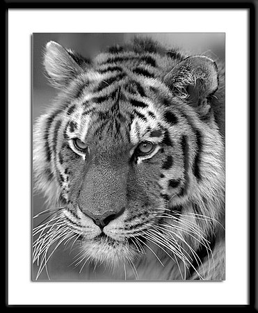 Bengal Tiger