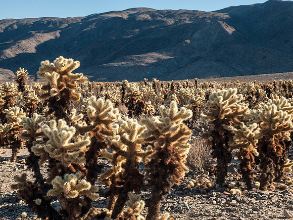 Joshua Tree National Park