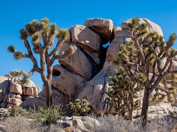 Joshua Tree National Park