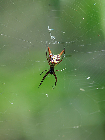 Arrow Shaped Micrathena spider