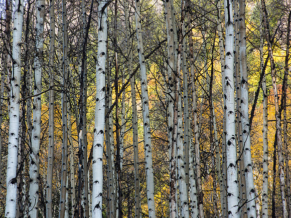 Autumn Aspens