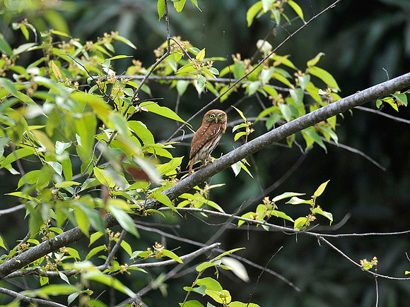Pygmy Owl - Front
