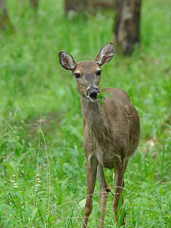 Deer