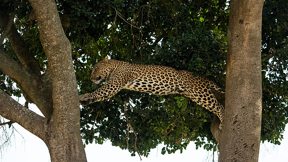 Leaping Leopard sequence 2/3