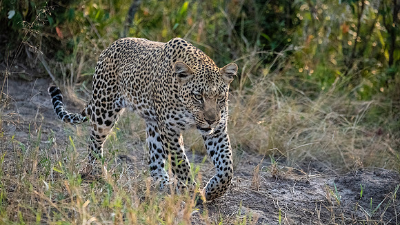 Leopard on the Hunt