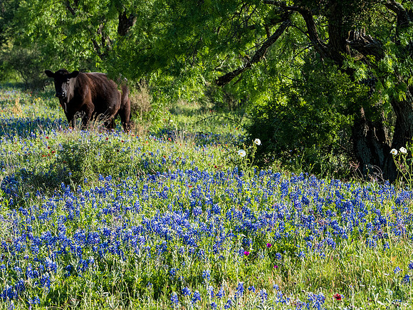 Texas Hill Country