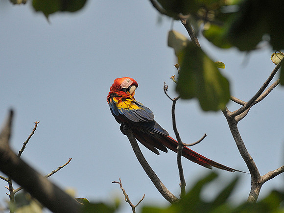 Scarlet Macaw